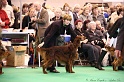 Crufts2011_2 044